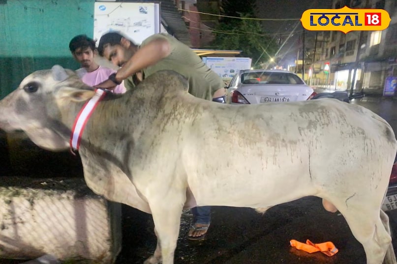 cow helper cow helper