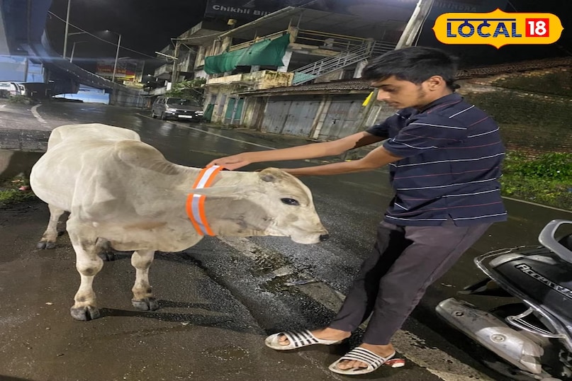 neon belt for cow neon belt for cow