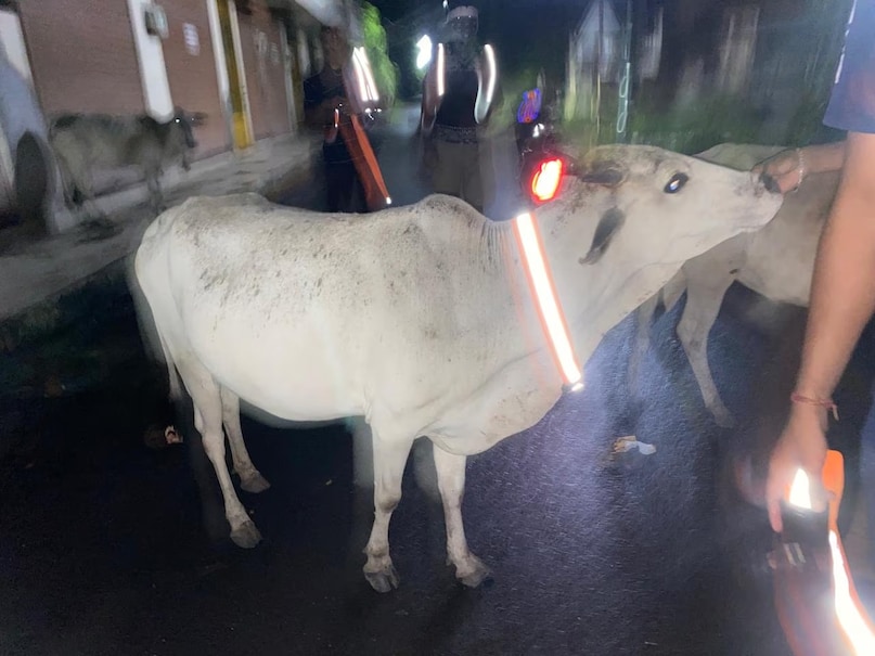 navasari cow helpers navasari cow helpers