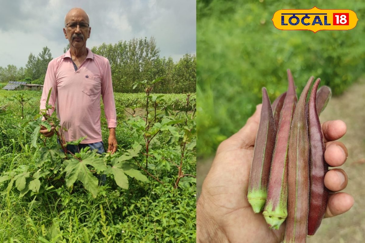 कमाल की यह भिंडी इसकी खेती से महीने में होगी लाखों की इनकम बंपर है डिमांड