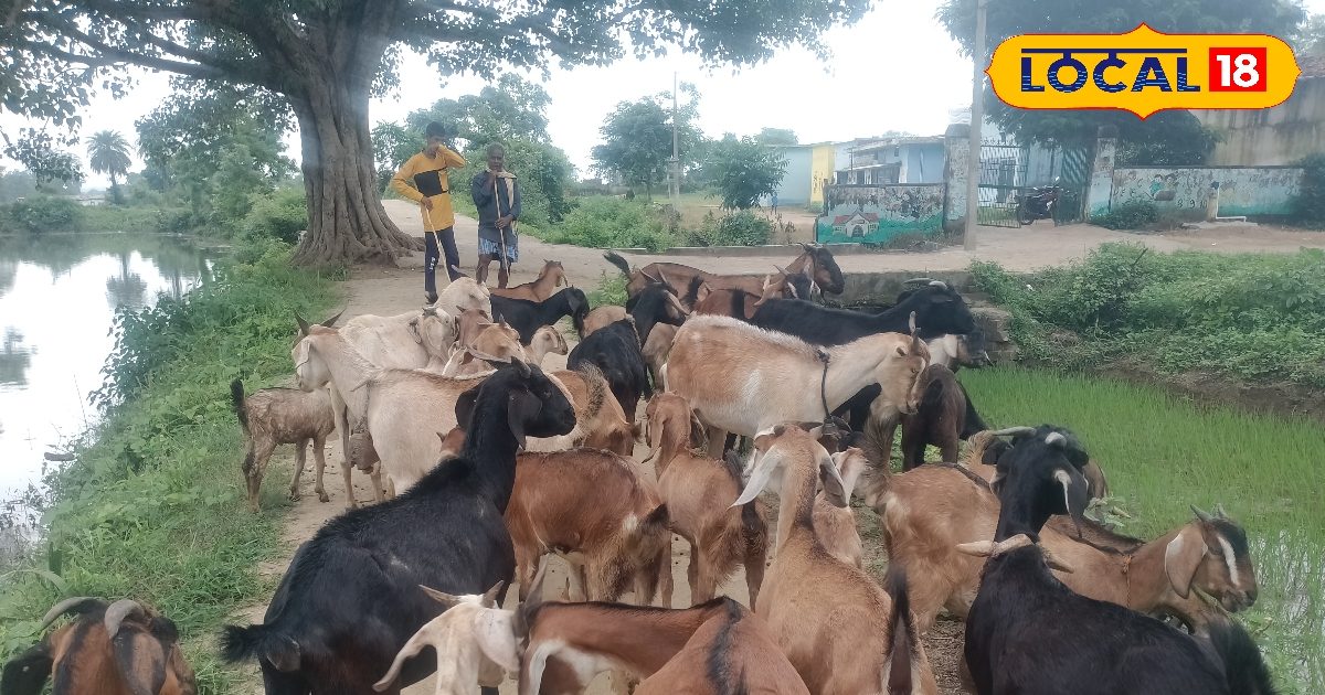 ग्रामीण क्षेत्र में बकरी पालन से आप भी कमा सकते हैं लाखों, जानें पालन का तरीका