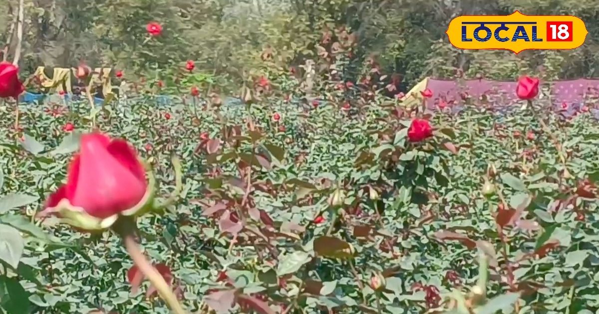 What is the right way to cultivate roses know everything from ...