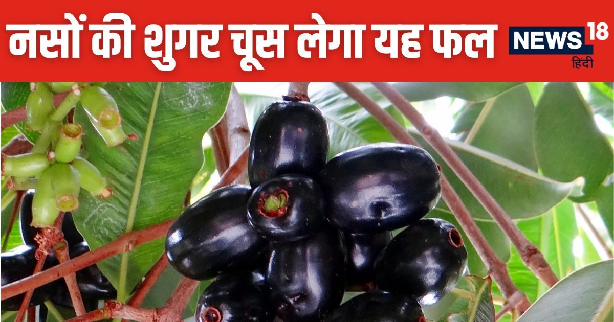 सिर्फ 10 दिन  बचा है इस फल का सीजन, डायबिटीज का दुश्मन, नसों से खींच लाएगा शुगर