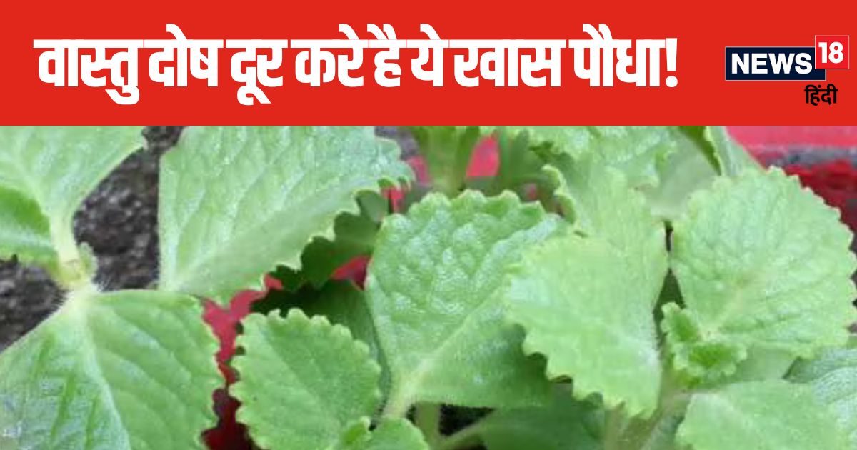 घर में लगा है वास्तु दोष? इस दिशा में लगाएं ये खास पौधा, दूर होंगे दुख-दर्द, दरिद्रता से भी मिल सकती मुक्ति