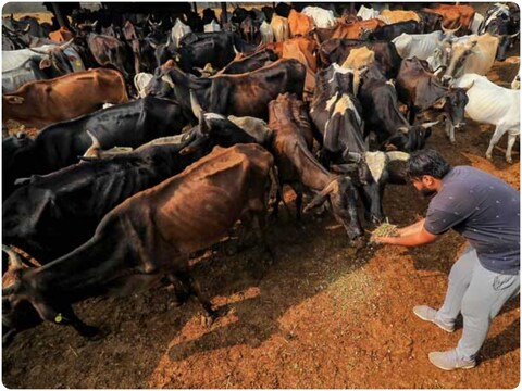 शिंदे सरकार ने गाय को राज्यमाता घोषित कर दिया है.