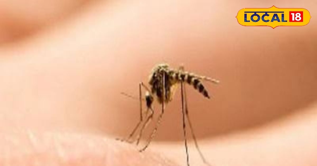 Machhar Insect मच्छरों की हवा टाइट कर देंगे ये घरेलू उपाय, 1 रुपया भी नहीं होगा खर्च ...