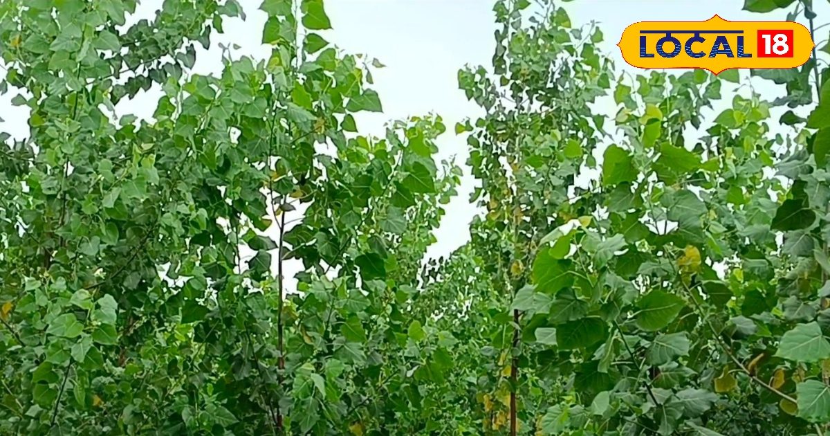FD और म्यूचुअल फंड से कम नहीं ये 5 पेड़! अगर लगाया तो कुछ ही सालों में ...