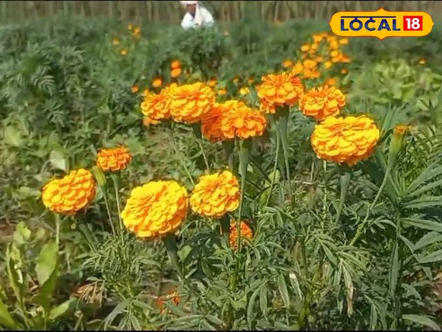 इस फूल की खेती से मालामाल हो रहे हैं किसान, सालाना हो रही है 10 लाख की आमदनी