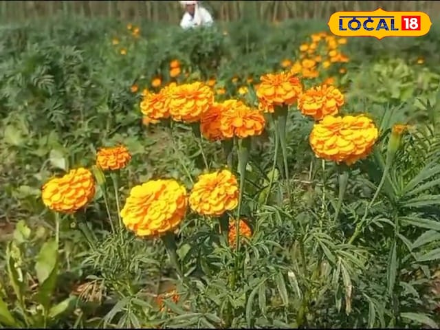 इस फूल की खेती से मालामाल हो रहे हैं किसान, सालाना हो रही है 10 लाख की आमदनी इस फूल की खेती से मालामाल हो रहे हैं किसान, सालाना हो रही है 10 लाख की आमदनी