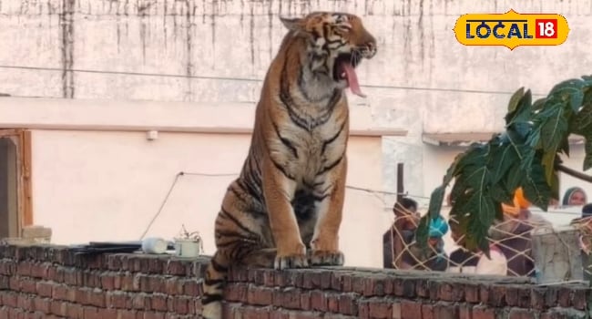 बहराइच के भेड़िए उदयपुर का तेंदुआ जंगल की शान क्यों ले रहे इंसानों की जान