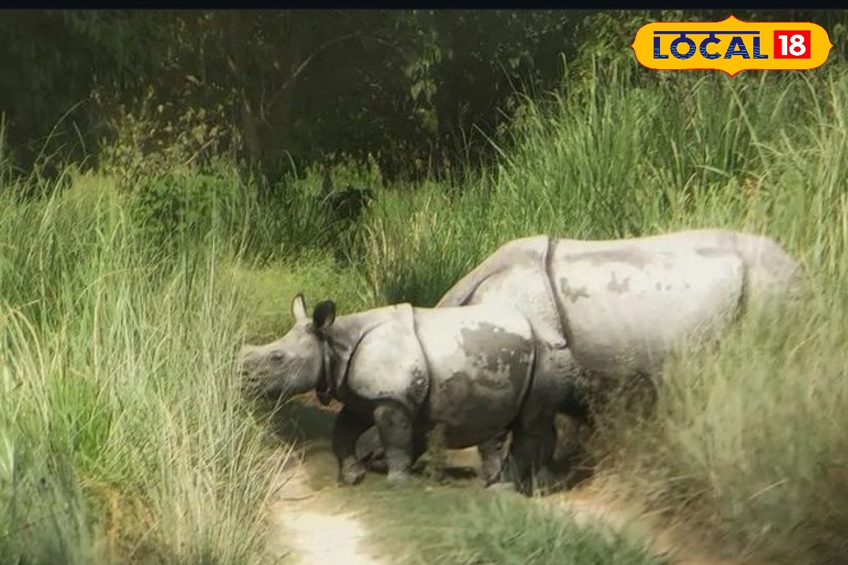 नेपाली गैंडों को रास आ रहा भारत का ये खूबसूरत जंगल जमा रहे हैं डेरा