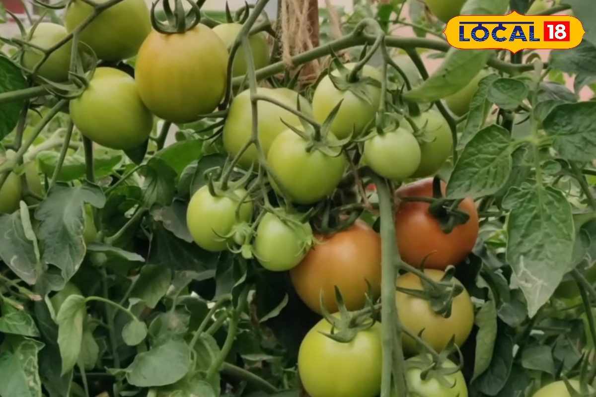 Tomato Farming: टमाटर की इन पांच किस्मों की करें खेती झट से हो जाती है तैयार