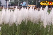 खेतों में इन सफेद फूलों का दिखना, प्रकृति का बड़ा संकेत, श्रीराम से जुड़ा रहस्य