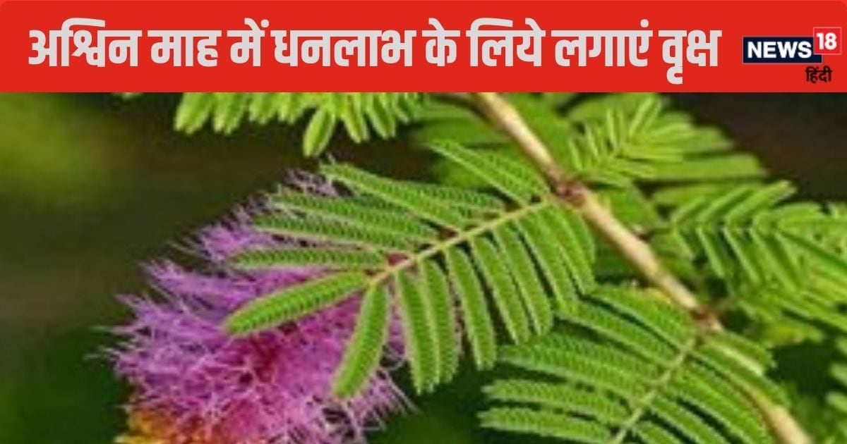 अश्विन माह में 3 में से लगाएं कोई भी 1 पौधा, धन संकट होगा दूर, होगी आर्थिक उन्नति!