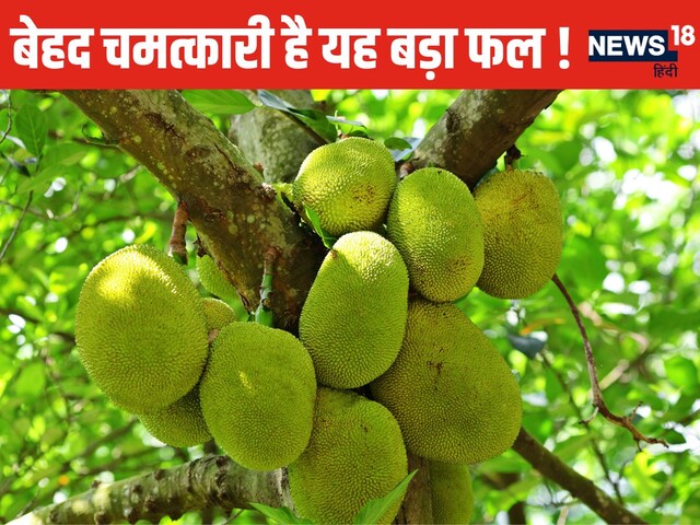 यह है दुनिया का सबसे बड़ा फल ! 54 किलो तक हो सकता है वजन, जानें रोचक फैक्ट