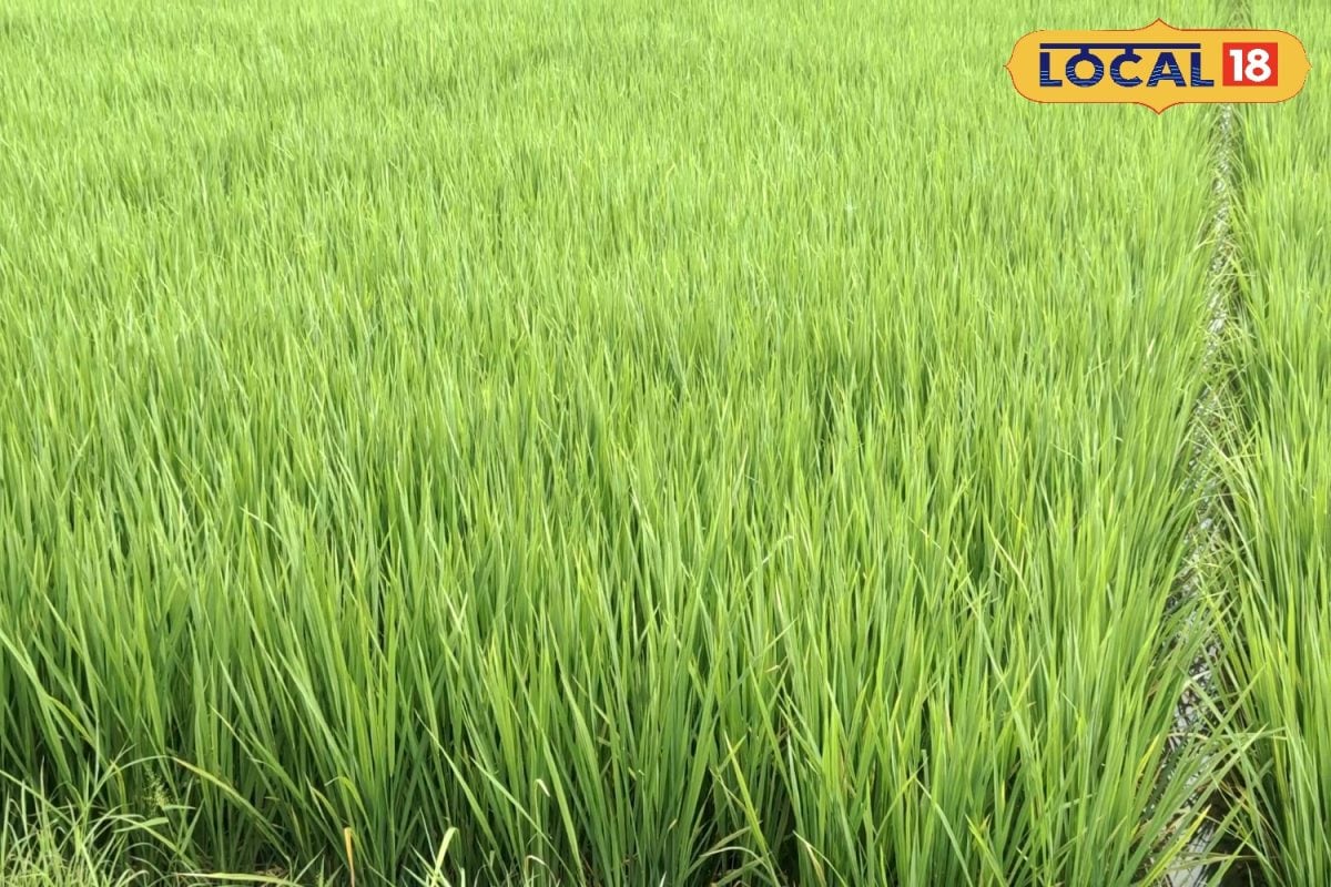 किसान फसल में तुरंत करें ये उपाय, वरना पूरी मेहनत हो जाएगी बर्बाद