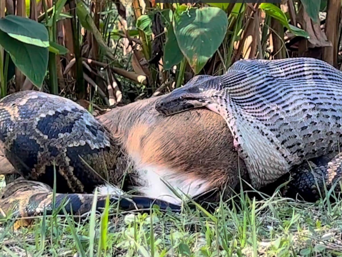 Explainer: कितना बड़ा जानवर निगल सकता है बर्मीज अजगर? जब अपनी आंखों से ...