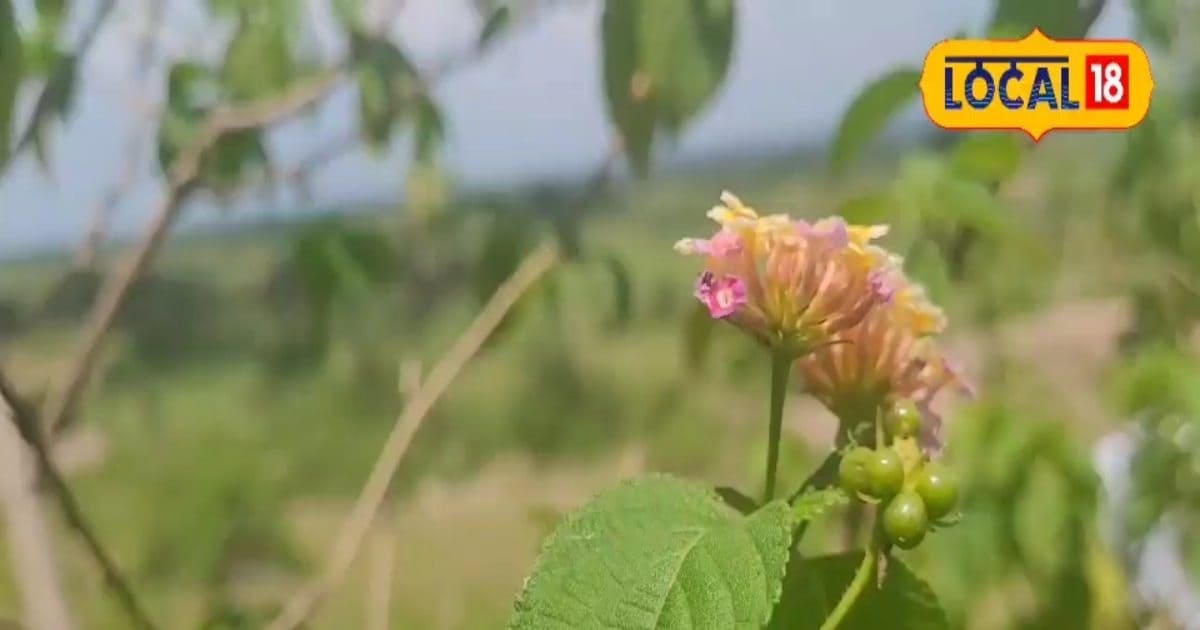 पैरों में आ गई मोच या हड्डियों में है दर्द, इस पौधे के पत्तों का लगाए लेप, पल भर में छूमंतर हो जाएगा दर्द