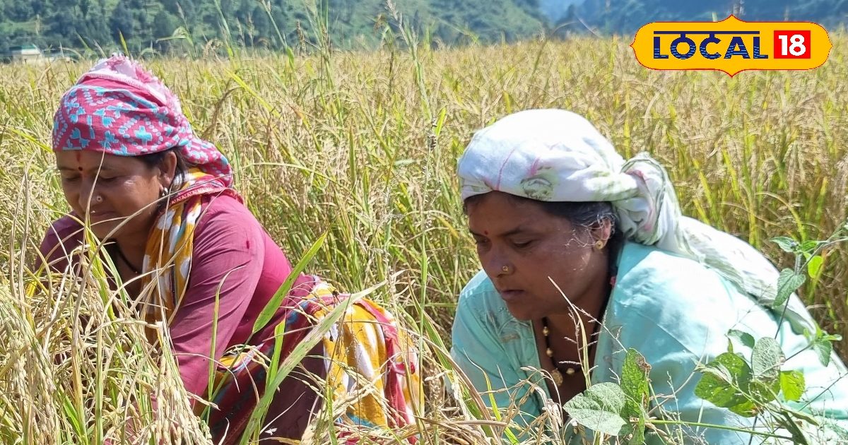 धान की कटाई के दौरान रखें इन 5 बातों का ध्यान, जंगली जानवर नहीं करेंगे हमला