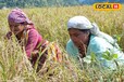 चक्रवात ‘दाना’ ने किसानों की फसल पर डाला संकट, किसान ऐसे बचा सकते हैं अपनी सब्जियाँ