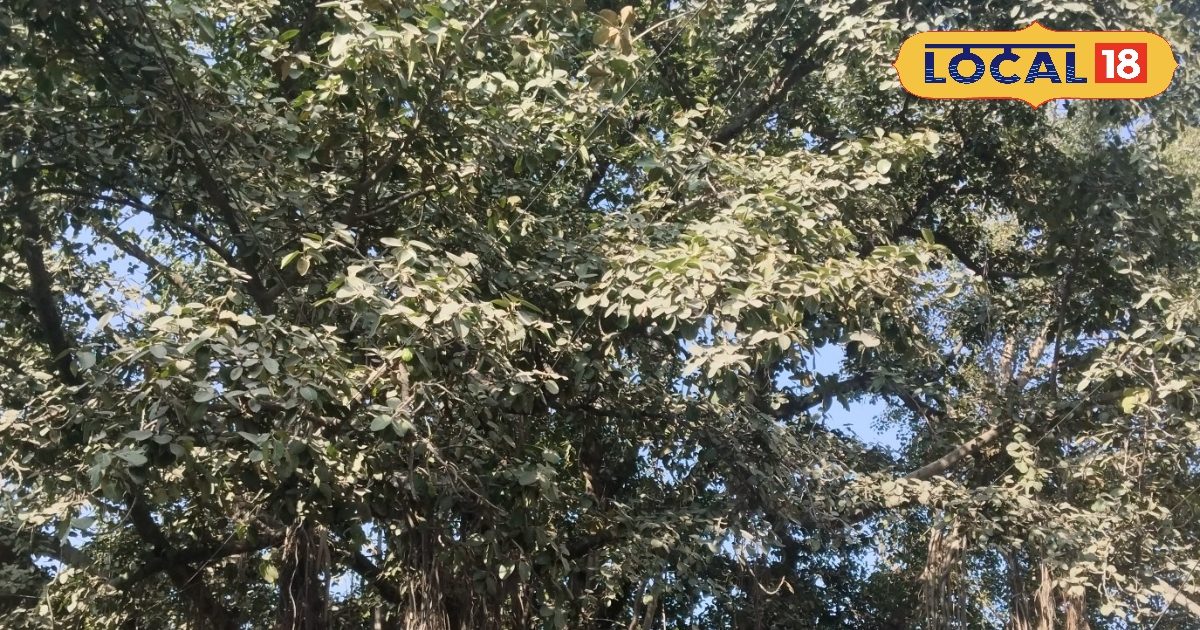 150 year old historical Peepal Chauri tree of Srinagar sa