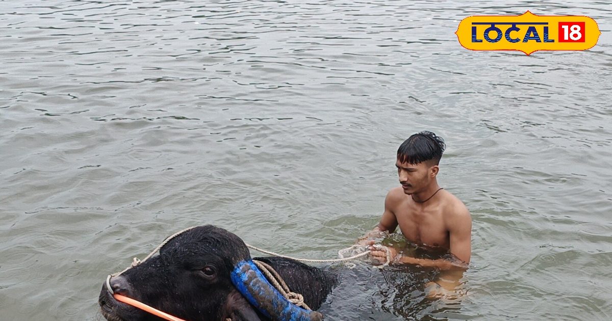 तैयार हो रहा है तालू… रोज कर रहा है दो घंटे तैराकी, अबकी सोने की चेन! इस बफ़ेलो की बहुत चर्चा