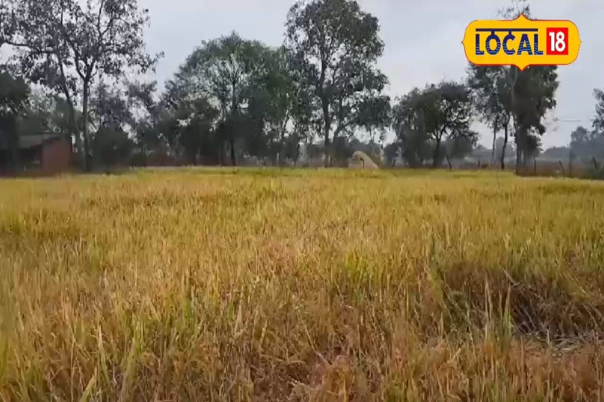 धान की बालियां आने के बाद दिख रहा लाल मकड़ी का प्रकोप, तो ऐसे करें उपाय