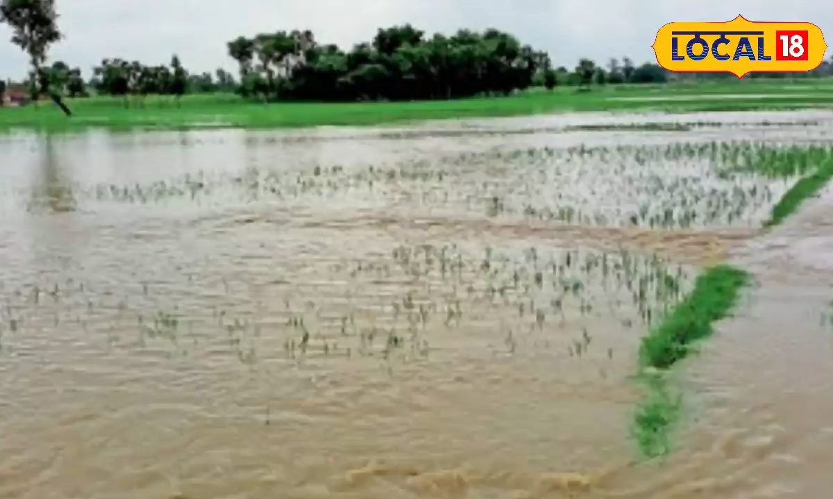 बाढ़ में बर्बाद हुई किसानों की फसलों को मुआवजा देगी बिहार सरकार, जानें योजना