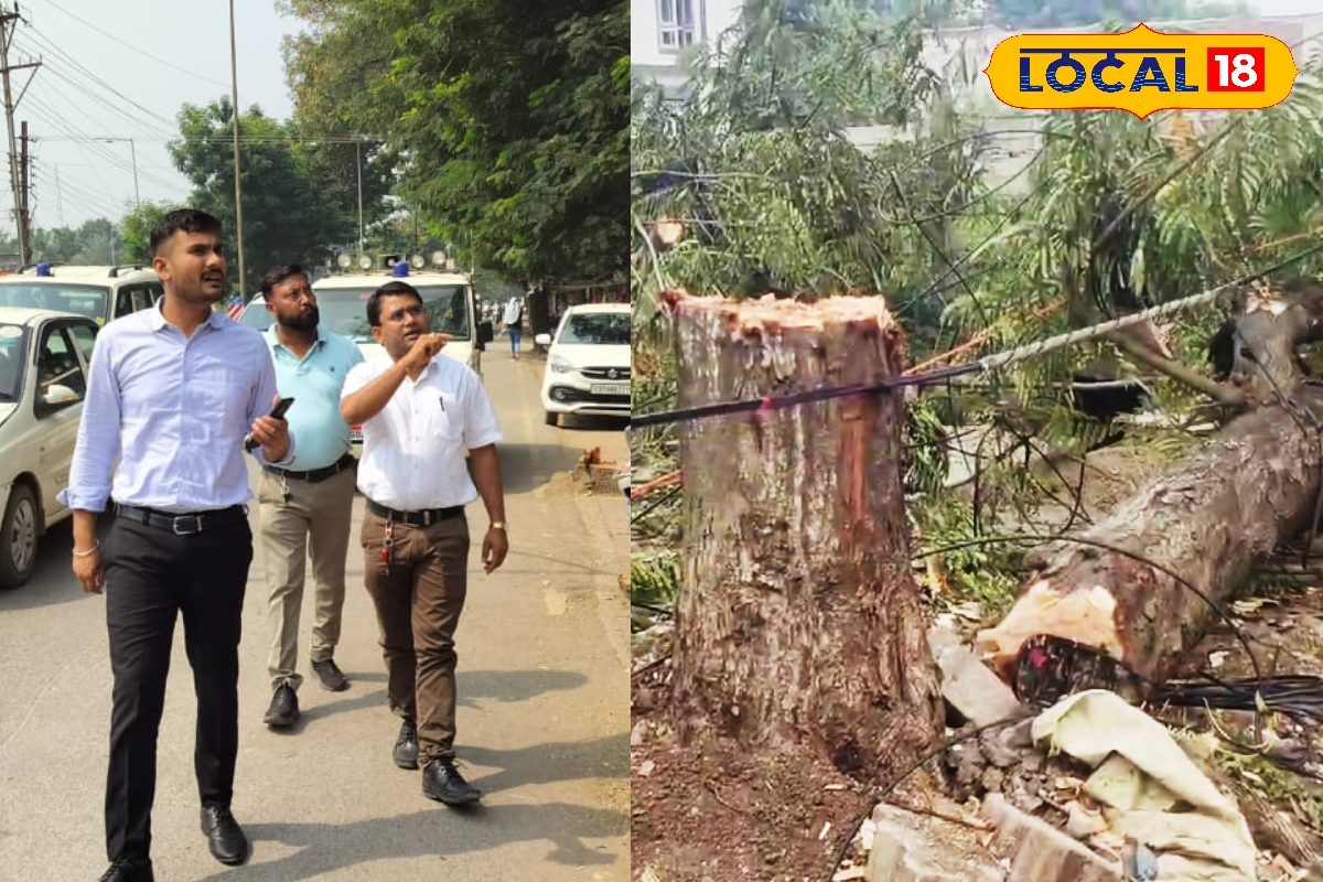 बिलासपुर में सड़क किनारे पेड़ों की अवैध कटाई, कलेक्टर अवनीश शरण ने जताई नारजगी