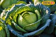 अक्टूबर में करें पत्ता गोभी की इस किस्म की खेती, एक पौधे से होगा 4 KG उत्पादन