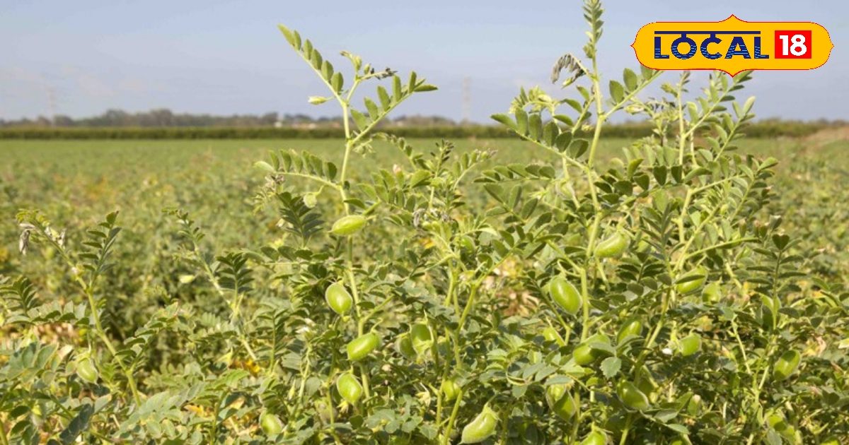 Java Check Peas धान-गेंहू से ज्यादा मुनाफा देती है यह फसल, खेतों की उर्वरक क्षमता में ...