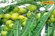 आंवले की खेती में जरूर अपनाएं ये 4 टिप्स, होगी अच्छी पैदावार; वैज्ञानिक ने दी जानकारी