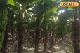 Banana Farming: केले की खेती से कमाएं मुनाफा ही मुनाफा, भूल जाएंगे गेहूं और गन्ने की फसल, बस अपनाएं यह विधि
