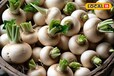 शलजम की खेती के लिए बेस्ट है ये 5 किस्में...60 दिनों हो जाएगी तैयार!