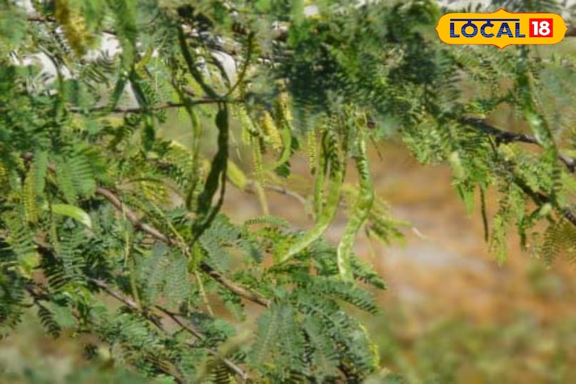 Babool Tree in Rajasthan: किसानों का दुश्मन है विलायती बबूल, जानें कैसे ...