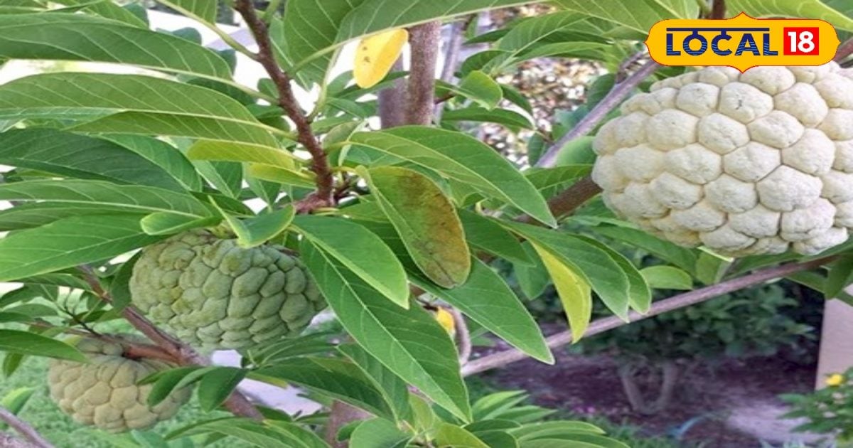 सेहत – भगवान राम और माता सीता से है ये फल का रिश्ता, दिल के लिए संजीवनी बूटी, शिष्य, मूर्ति और बीज भी जादुई- News18 हिंदी