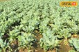 Cauliflower farming: फूलगोभी की खेती से हो रही है बेहतर आय, किसान अपनाएं ये तरीका