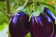 Brinjal farming: बैंगन की खेती में अपनाएं ये खास तरीका, मिलेगा तगड़ा मुनाफा, बन जाएंगे मालामाल