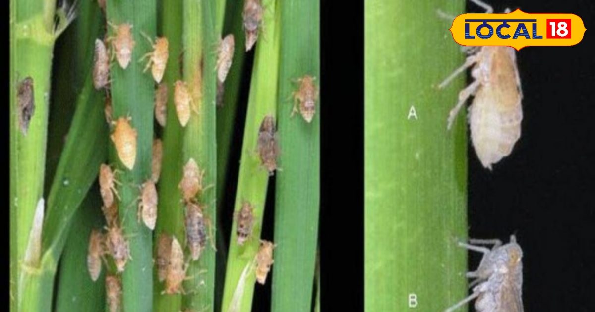 Patadi Insect Paddy Disease: भूरा फुदका कीट धान की फसल के लिए है काल, किसान जानें ...
