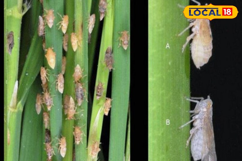 Small Paddy Insect Paddy Disease: भूरा फुदका कीट धान की फसल के लिए है काल, किसान जानें ...