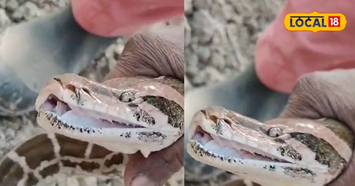 Viral Video: इतना लंबा अजगर! गांव वाले देखते ही गए घबरा, वन विभाग को ...