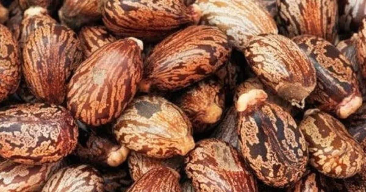 सेहत – पौधे के एक फायदे अनेक, स्वास्थ्य की हर समस्या का समाधान, जड़ी-बूटी का है रामबाण इलाज – News18 हिंदी