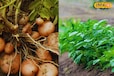 Potato Farming: इस तरह करें आलू की ऑर्गेनिक खेती, 2X होगा मुनाफा, जानें कैसे