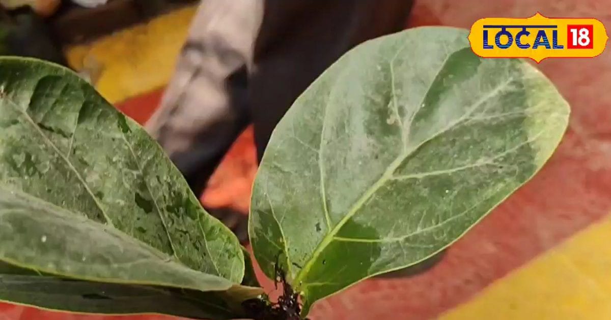 सेहत – टिप्स: शहर का भला हो खराब ही AQI… पर आपके ग्राहकों की हवा साफ, बस लगा लें ये खास पौधा