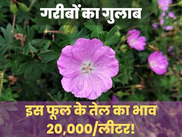 If you want to become rich, then cultivate this flower, oil sells up to ₹ 20,000 liters If you want to become rich, then cultivate this flower, oil sells up to ₹ 20,000 liters