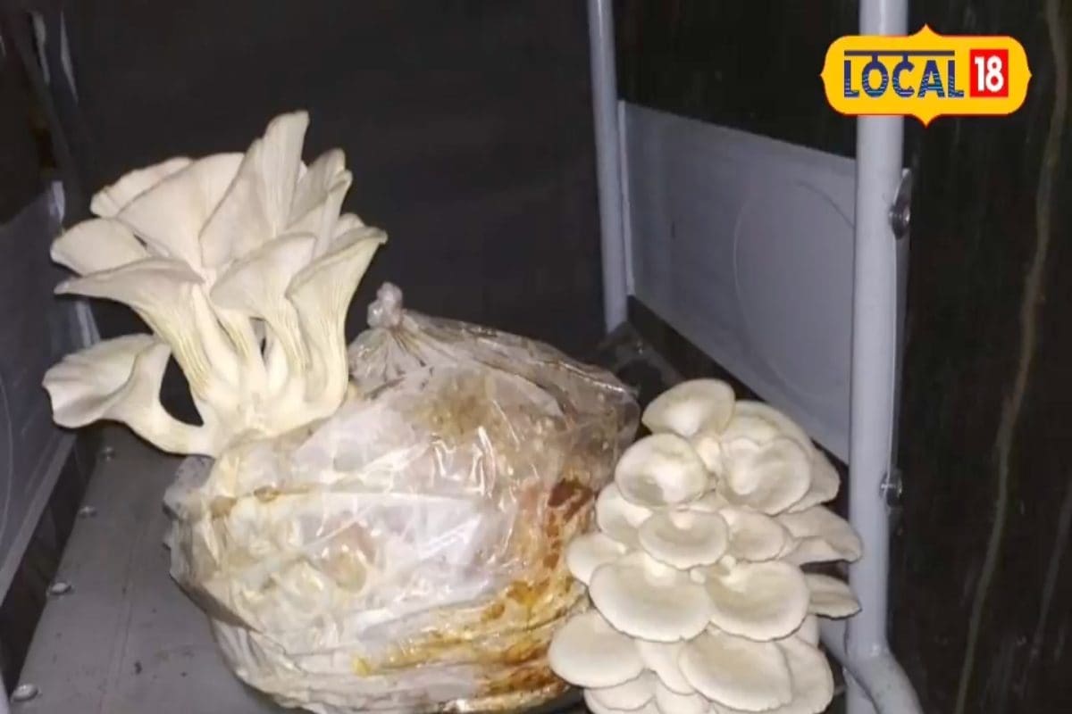 किसानों के पास सुनहरा मौका, ठंड के मौसम में कर लें इस मशरूम का उत्पादन