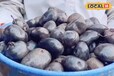 देखने में काला... काटने पर बैंगनी, अमेरिकन आलू किसानों को बना रहा मालामाल, बंपर फायदे का जानें फॉर्मूला