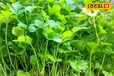 Barabanki Dhaniya ki kheti: किसान हरी धनिया की टॉप 5 किस्मों की खरें खेती, बंपर पैदावार के साथ हो जाएंगे मालामाल