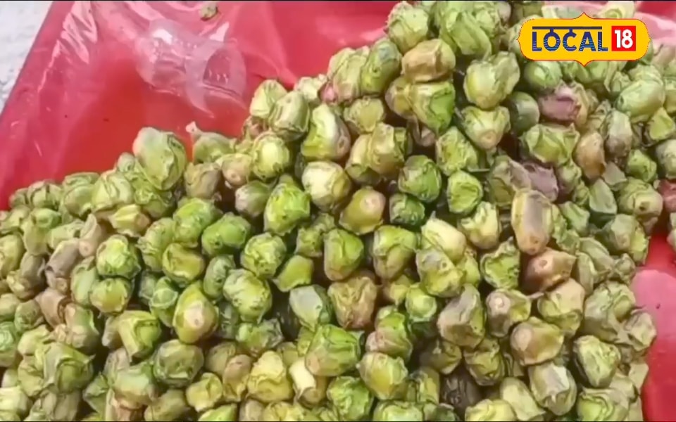 Pali Pyara पाली से ही इस फल को मिली थी देशभर में पहचान, अब यहां ही नहीं हो रही ...