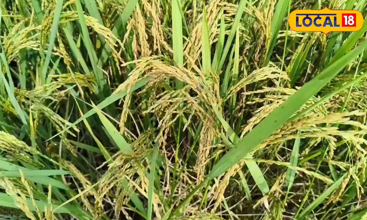 धान को तना छेदक कीट से बचाना चाहते हैं? जानें कारगर उपाय,बच जाएगी लाखों की फसल